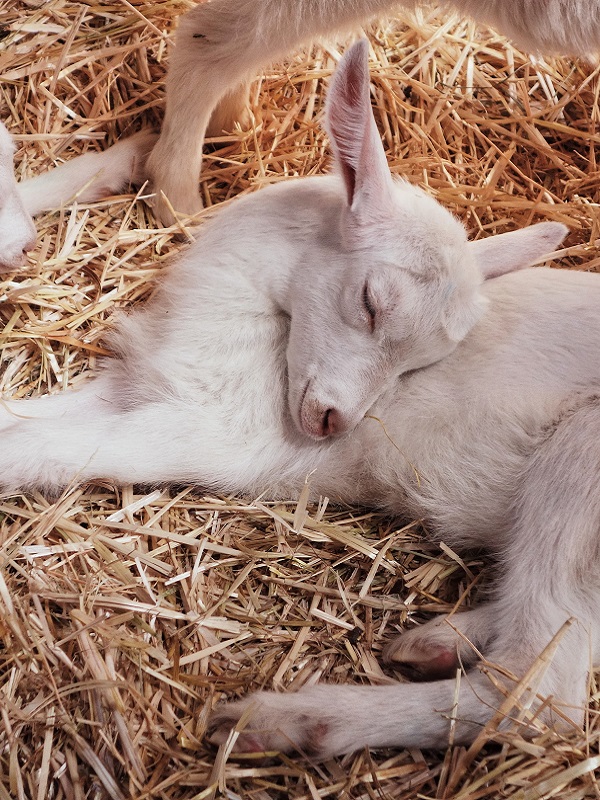 Bayer-heat-lamp-baby-animals